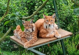 Entradas para el zoo «EL BOSQUE» desde 11€