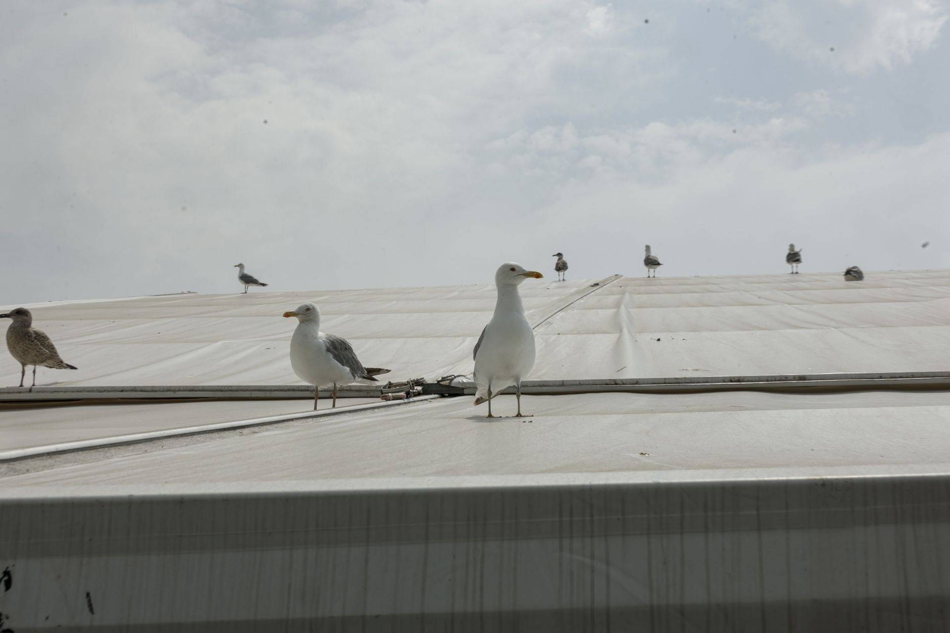 Mafalda, cultura sidrera y tecnología en la Feria Internacional de Muestras de Asturias