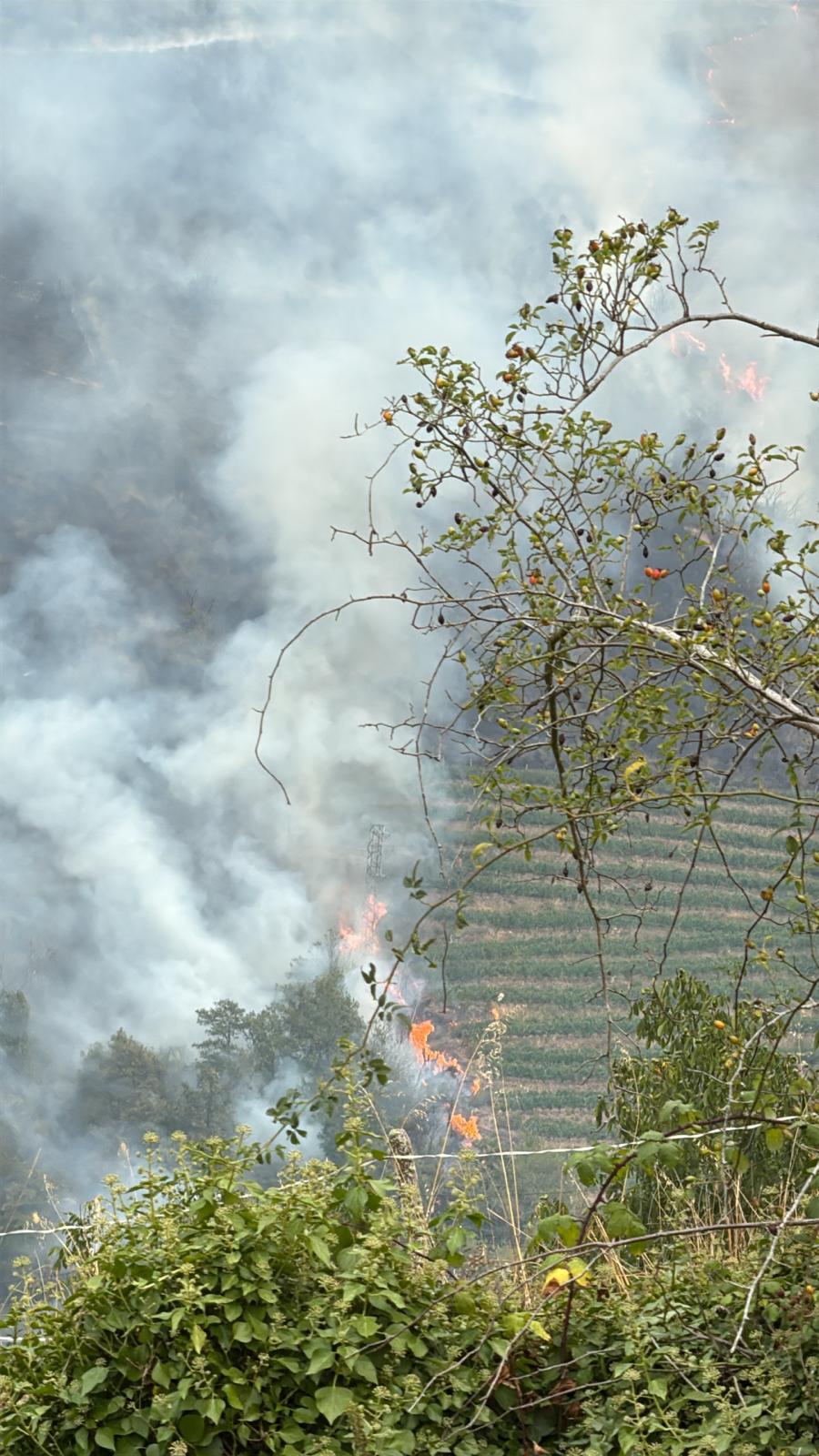 El fuego amenaza a casas y viñedos en Cangas del Narcea