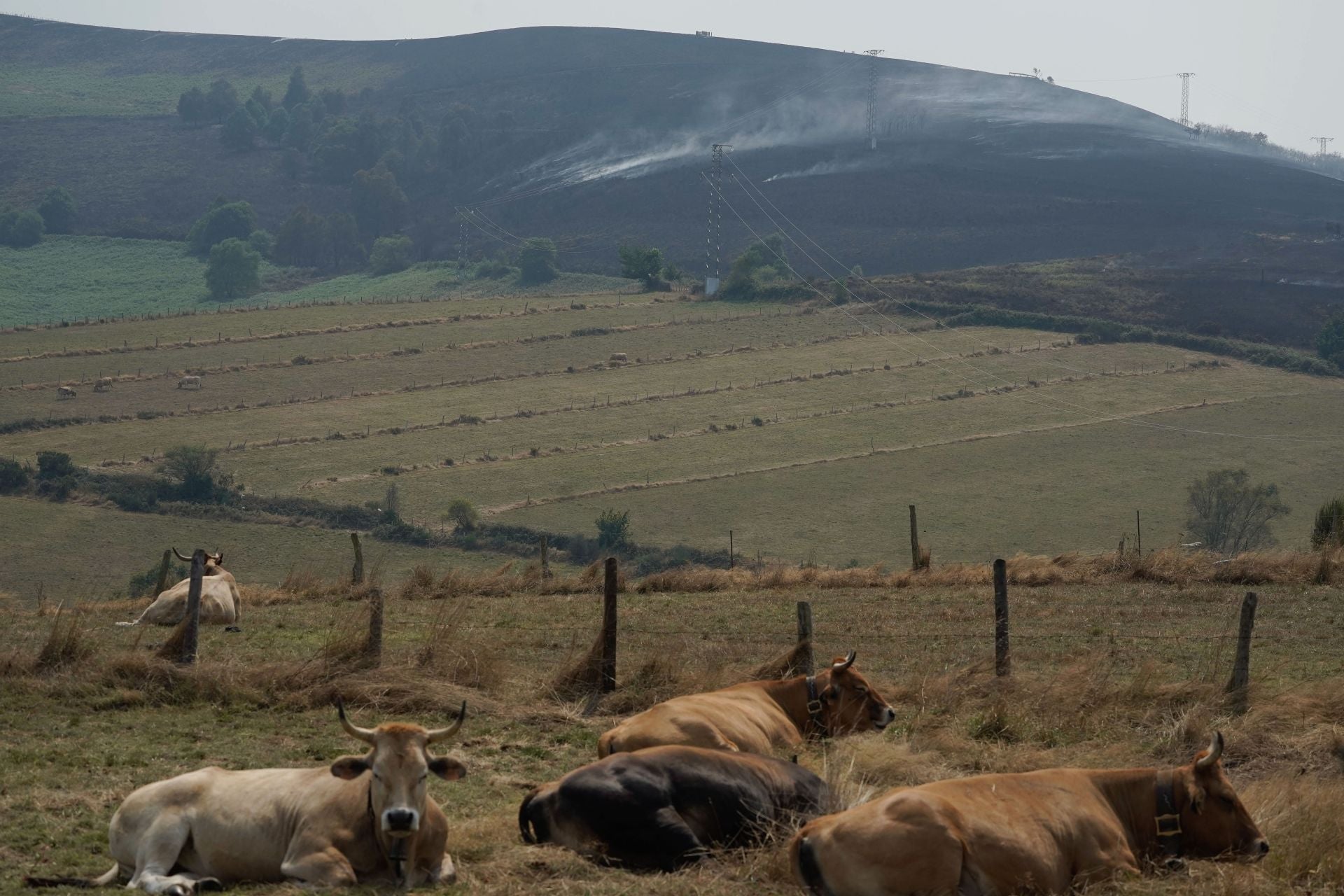 Las consecuencias de los incendios forestales en Cangas del Narcea