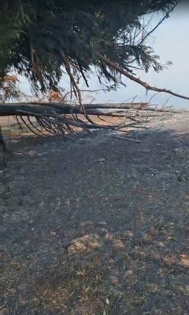 Las consecuencias de los incendios forestales en Cangas del Narcea