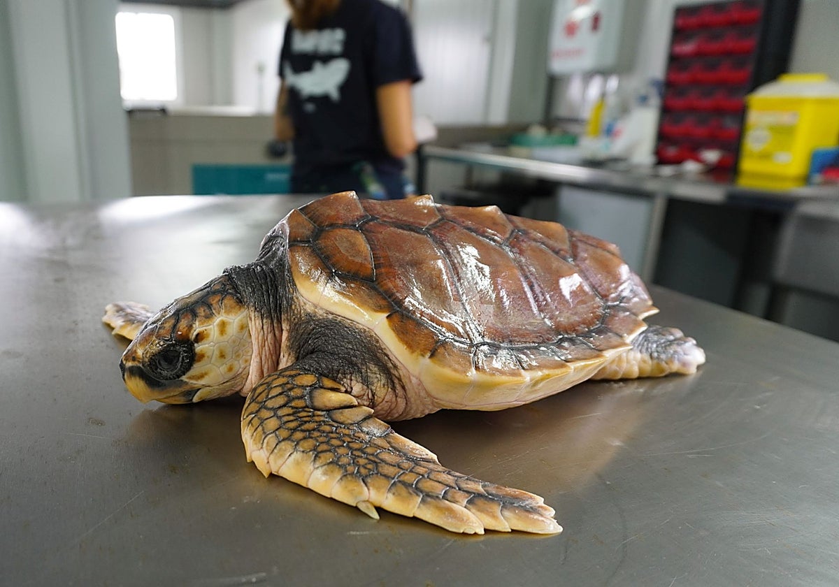 Una de las tortugas bobas recuperadas en la costa asturiana y que han sido cuidadas en las instalaciones del Centro de Recuperación de Animales Marinos de Asturias (CRAMA), con sede en el Bioparc Acuario de Gijón.