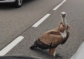 El ejemplar de buitre apareció desorientado en la carretera general de Valliniello, a las afueras de Avilés.