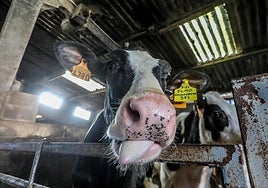 ASAJA reclama un plan de choque interterritorial ante el avance de la lengua azul