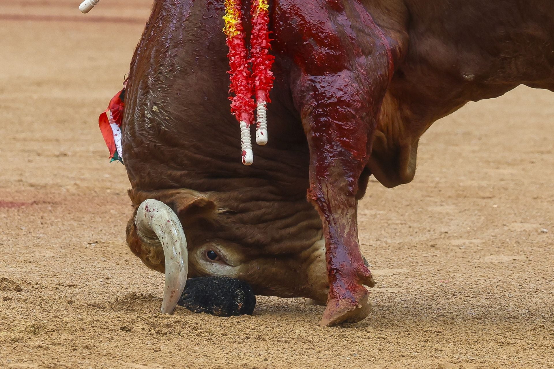 La cuarta de la Feria de Begoña de Gijón, con Fortes, Ortega y Roca Rey