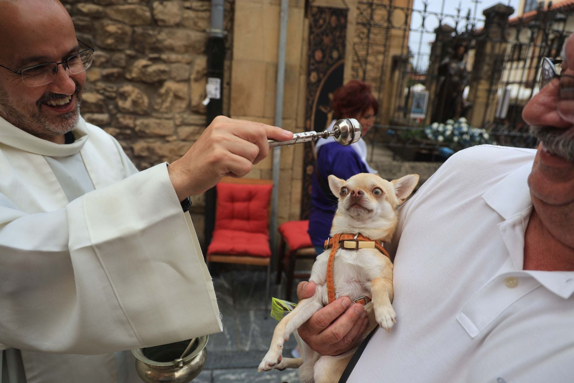 Los perros de Avilés vuelven a Galiana por San Roque