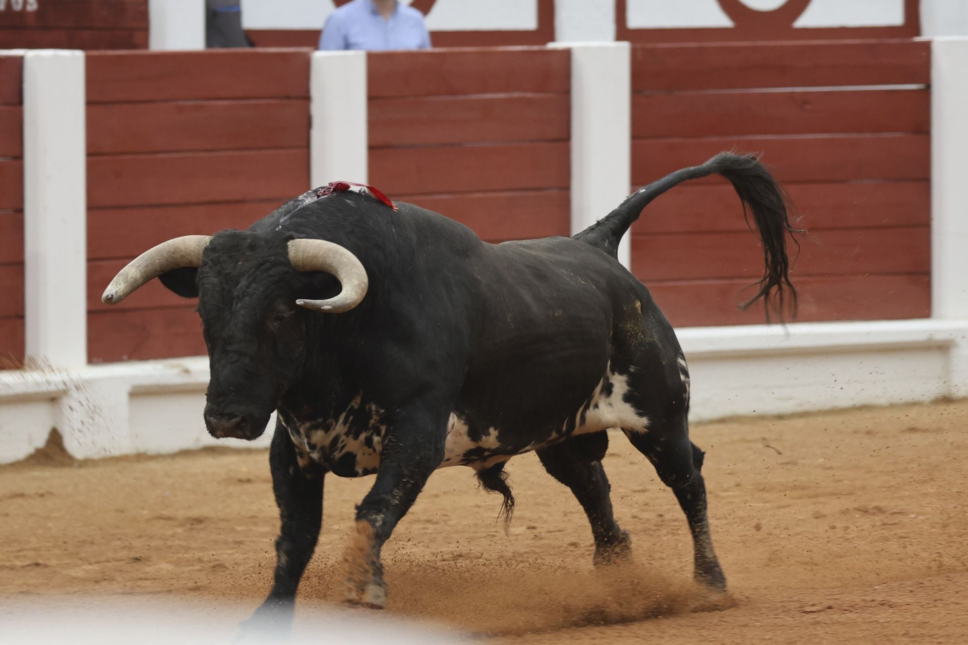 Último día de Feria taurina en Gijón: Manzanares y Talavante triunfan en El Bibio