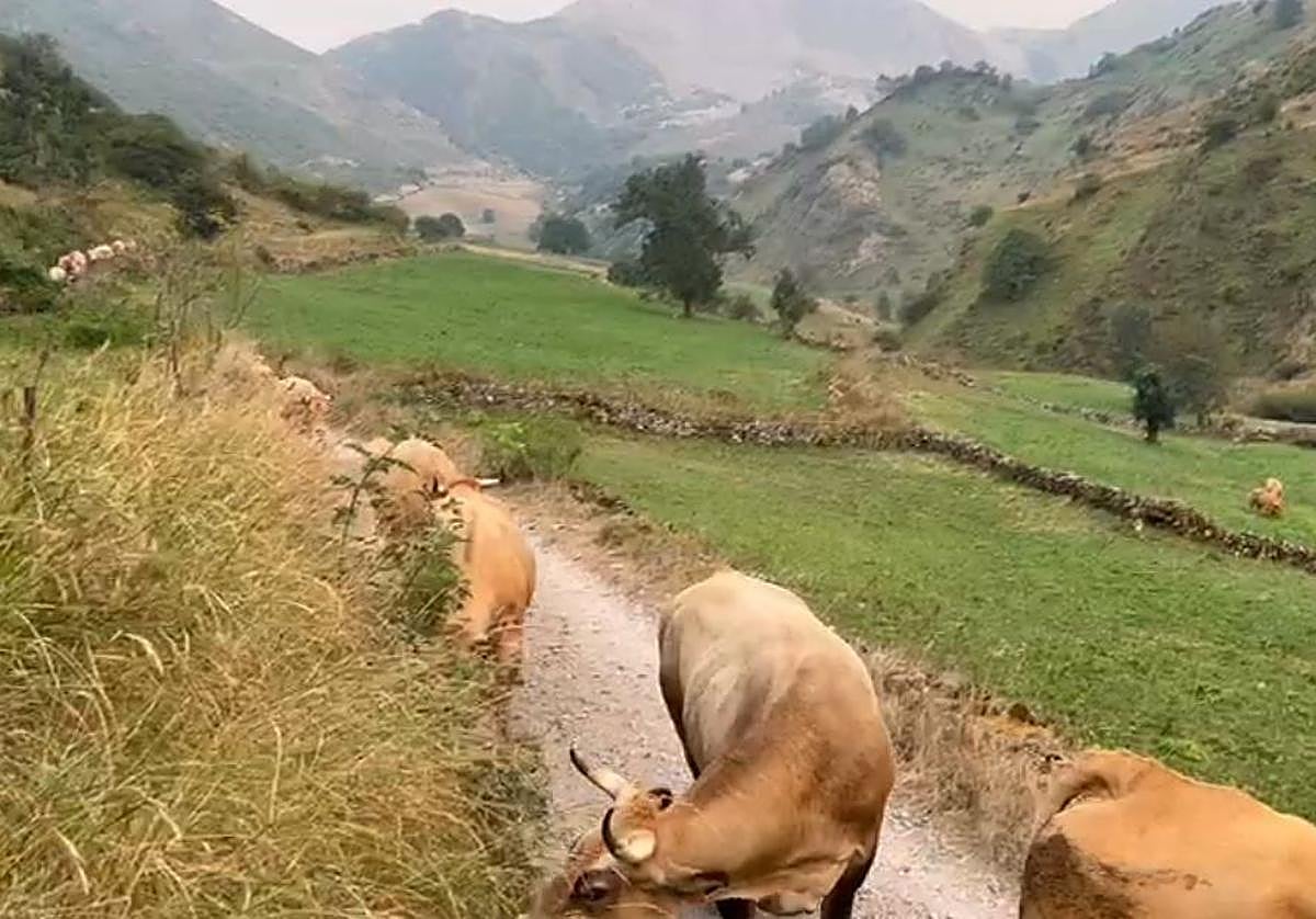 El ganado fue bajado de los montes de Somiedo por el incendio.