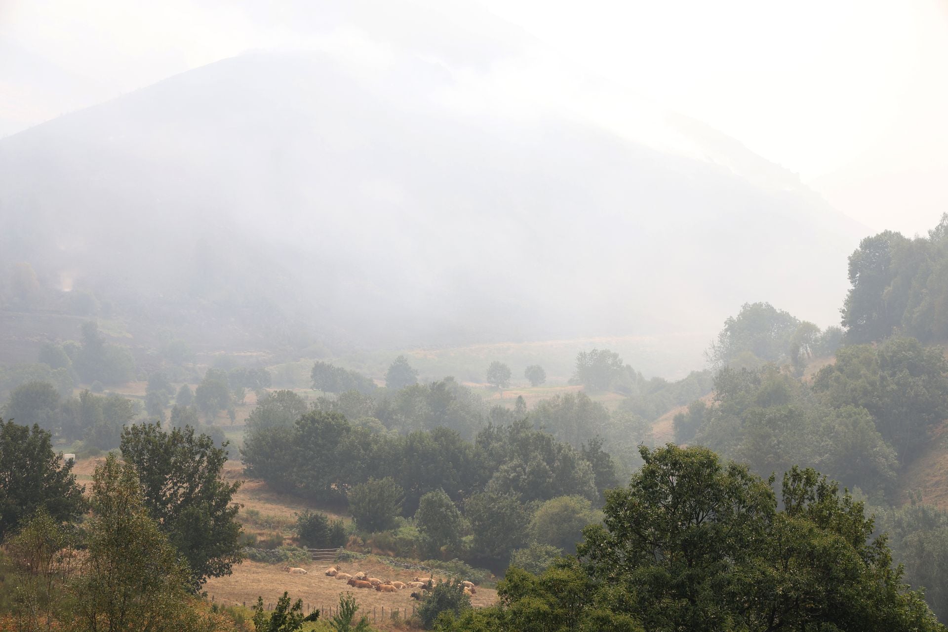 Incendio en Genestoso (Cangas del Narcea)
