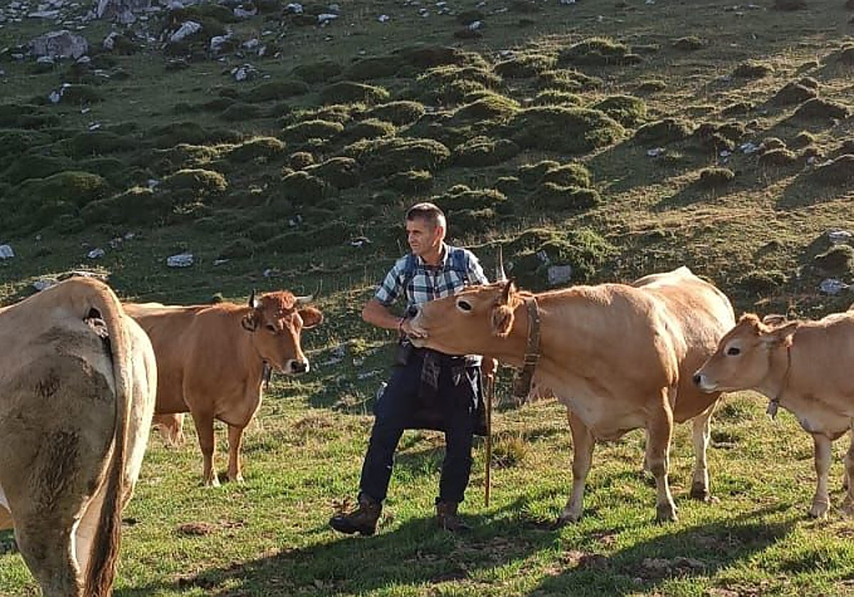 El alcalde de Amieva, Carlos Salazar, con su ganado en el pico de Cabroneru.