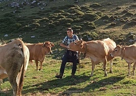 El alcalde de Amieva, Carlos Salazar, con su ganado en el pico de Cabroneru.