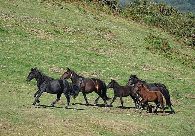 Fiesta del Asturcón en Piloña