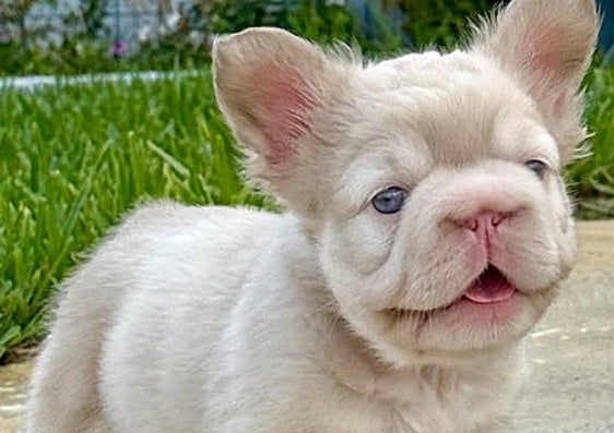 Un ejemplar de perro con el que se ha logrado un pelaje blanco y ojos azules.