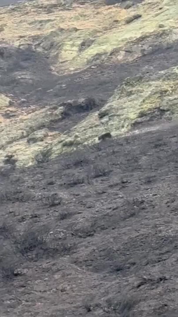 Un oso huye por una zona quemada en el Parque Regional Montaña de Riaño, en León