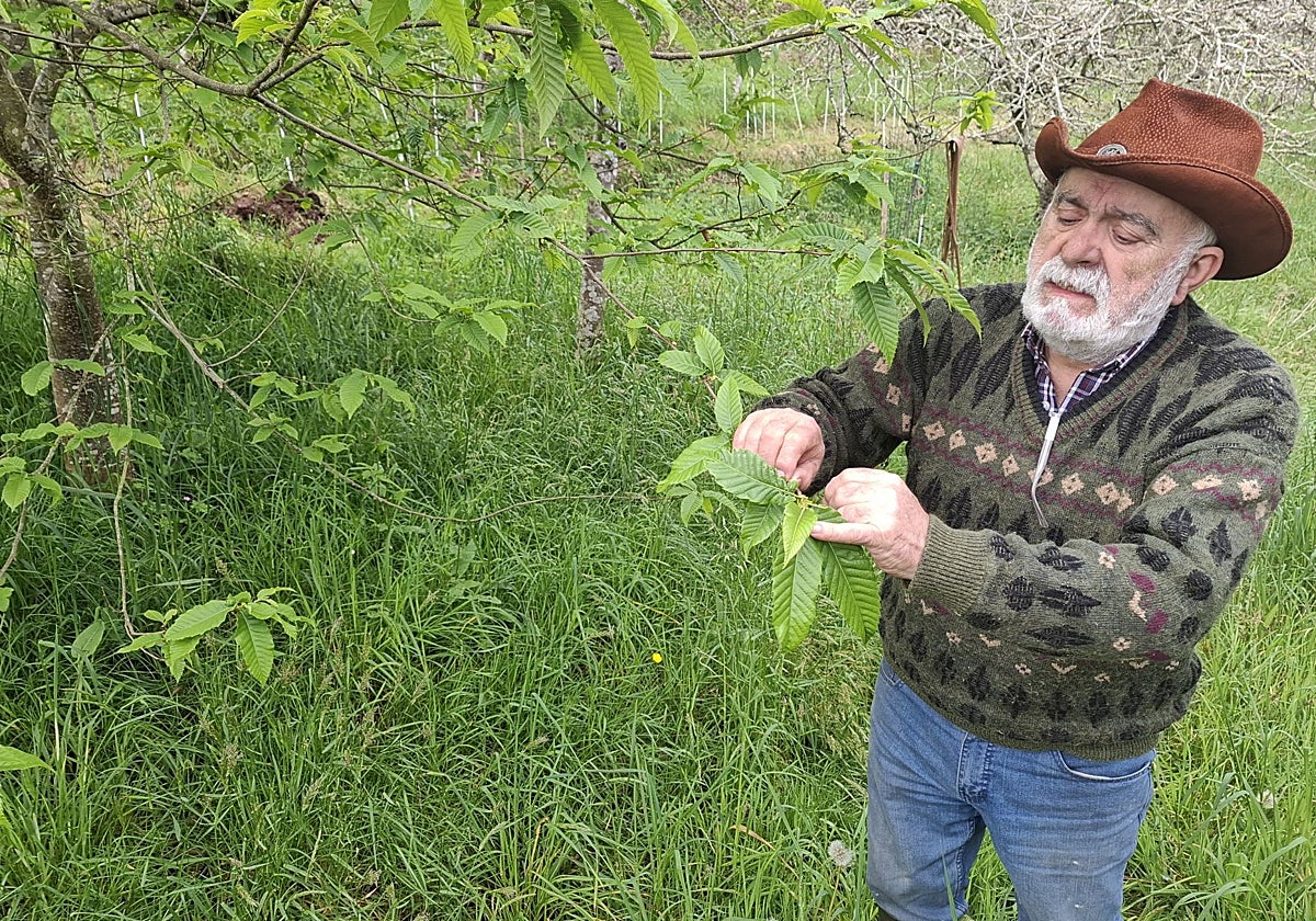 Joaquin Viña, agricultor maliayo, muesra el punto desde donde nacen los frutos del castaño.