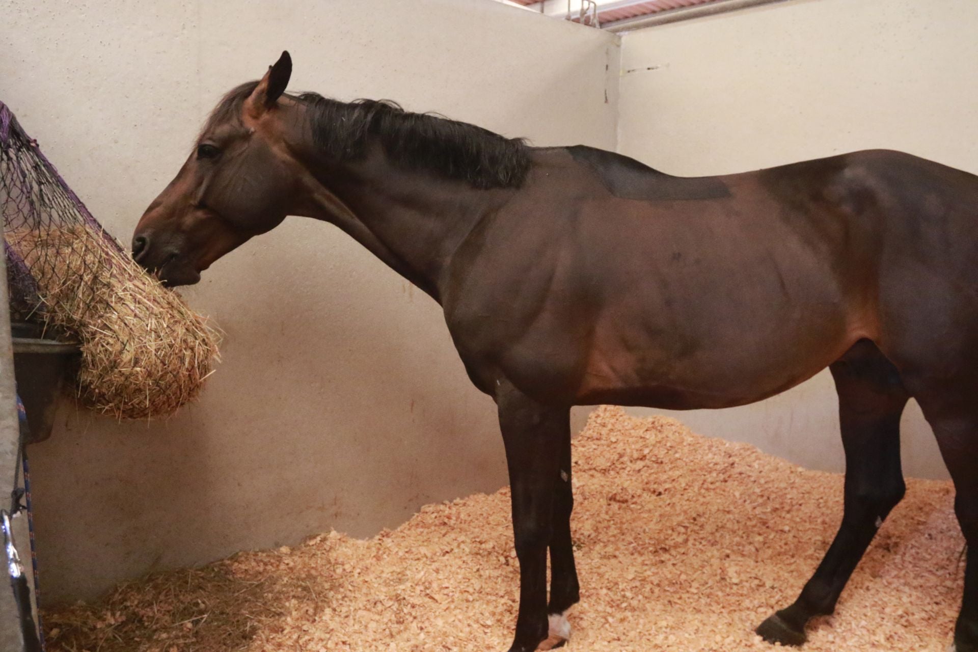 Las Mestas se pone a punto para que arranque su Concurso de Saltos Internacional