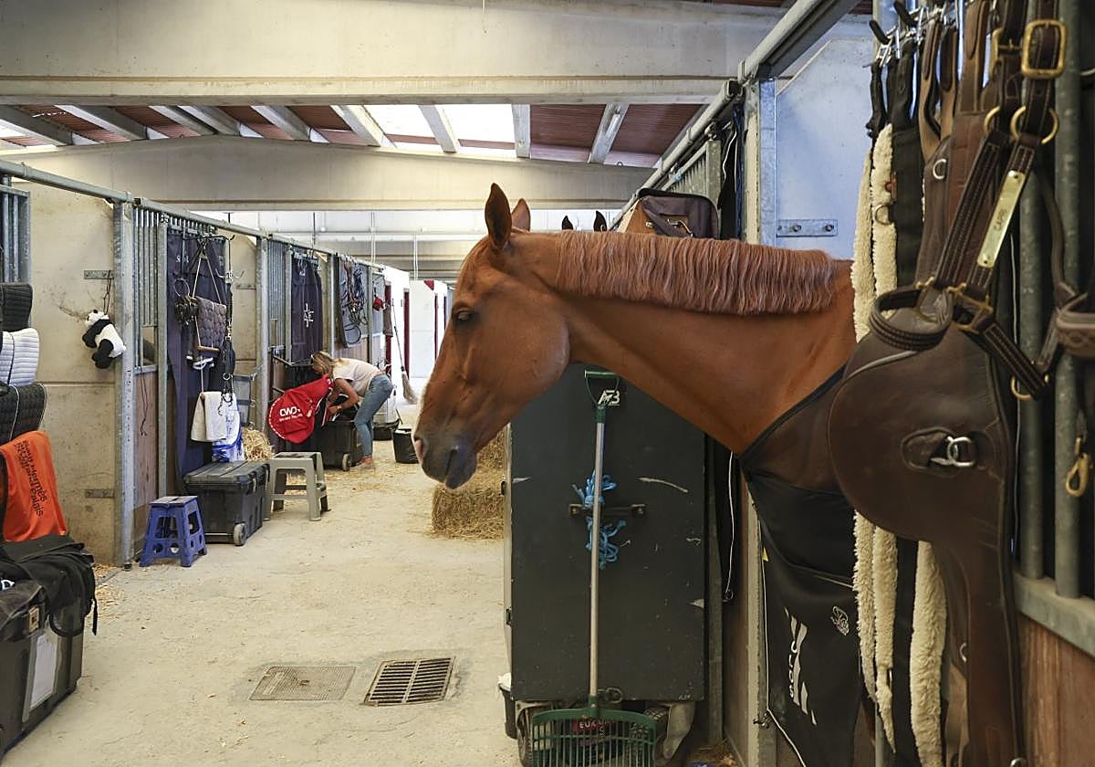 Uno de los caballos que participará en el Concurso de Saltos.
