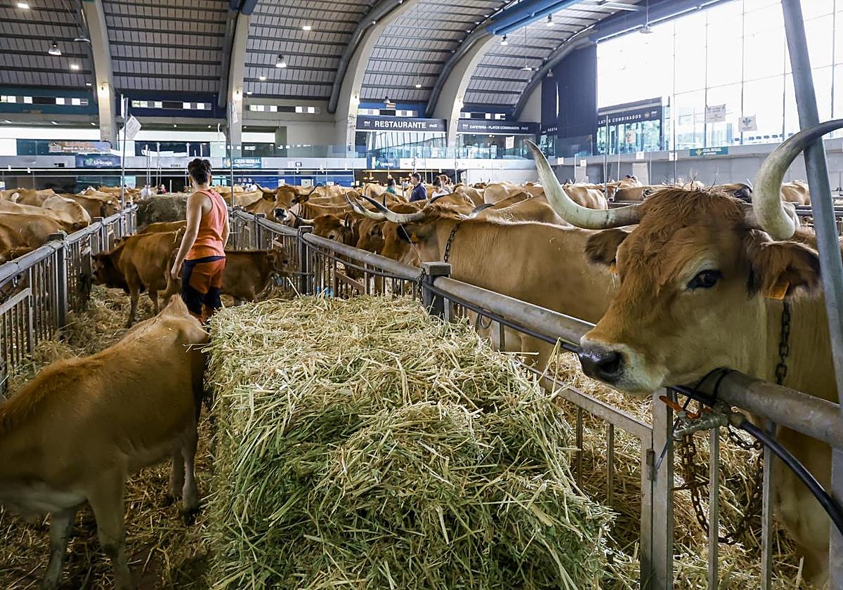 Adrián Iglesias, ganadero asturiano: «Ahora los precios de la carne son aceptables, pero vivir de esto es atrevido»