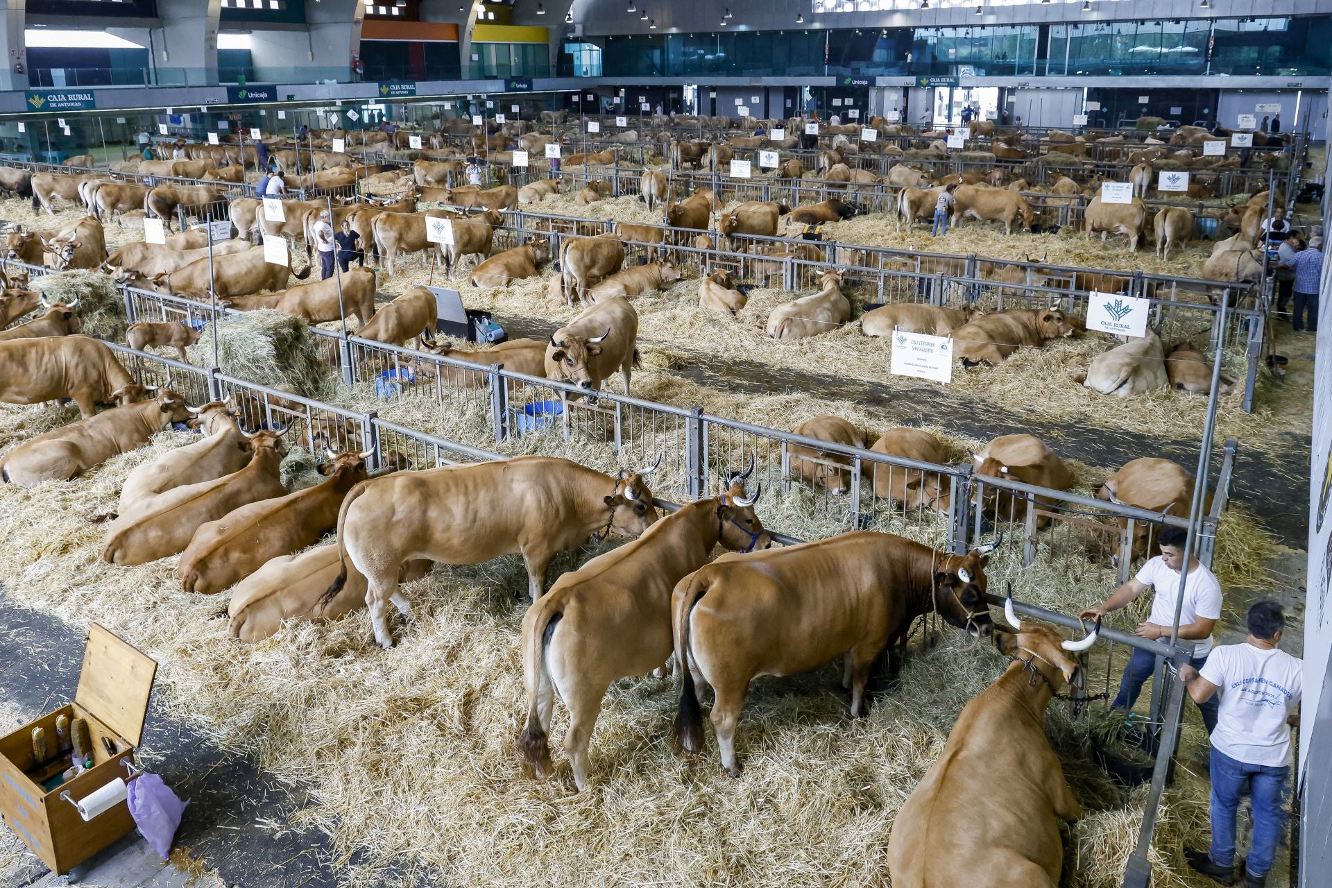 Avilés presume de tradición en el Certamen del Ganado: vacas, asturcones, oveyas xaldas...