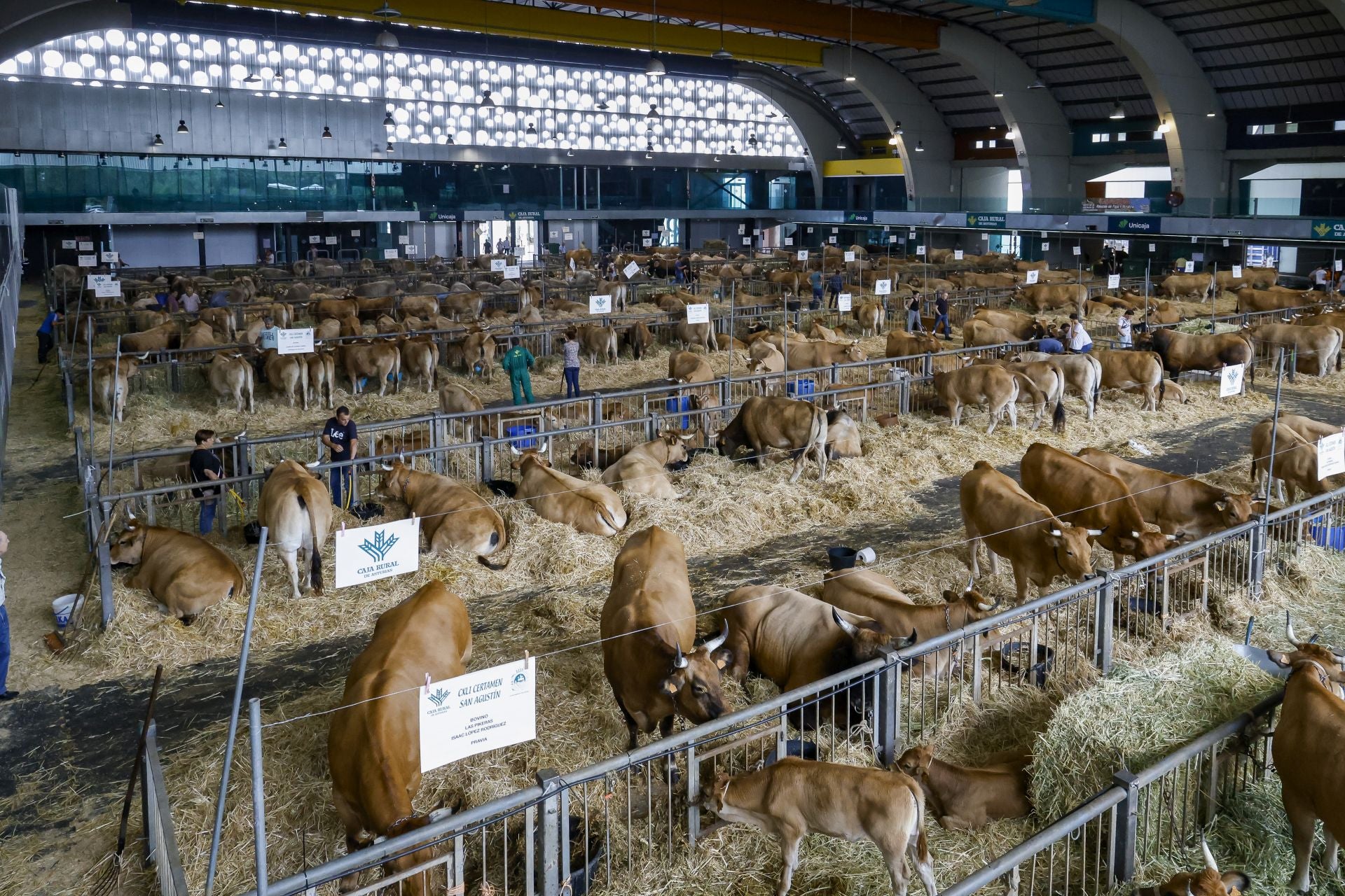 Avilés presume de tradición en el Certamen del Ganado: vacas, asturcones, oveyas xaldas...