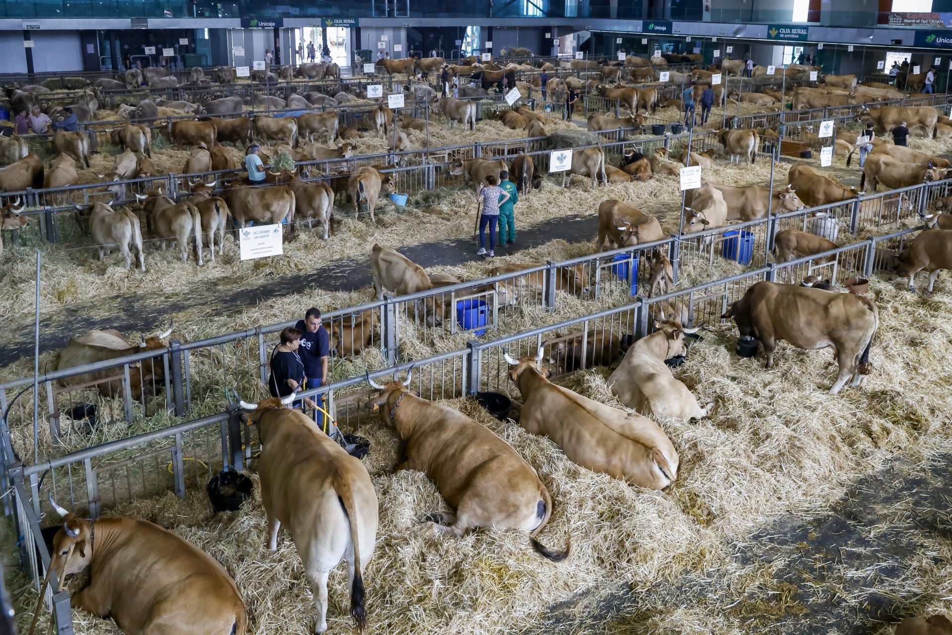 Avilés presume de tradición en el Certamen del Ganado: vacas, asturcones, oveyas xaldas...