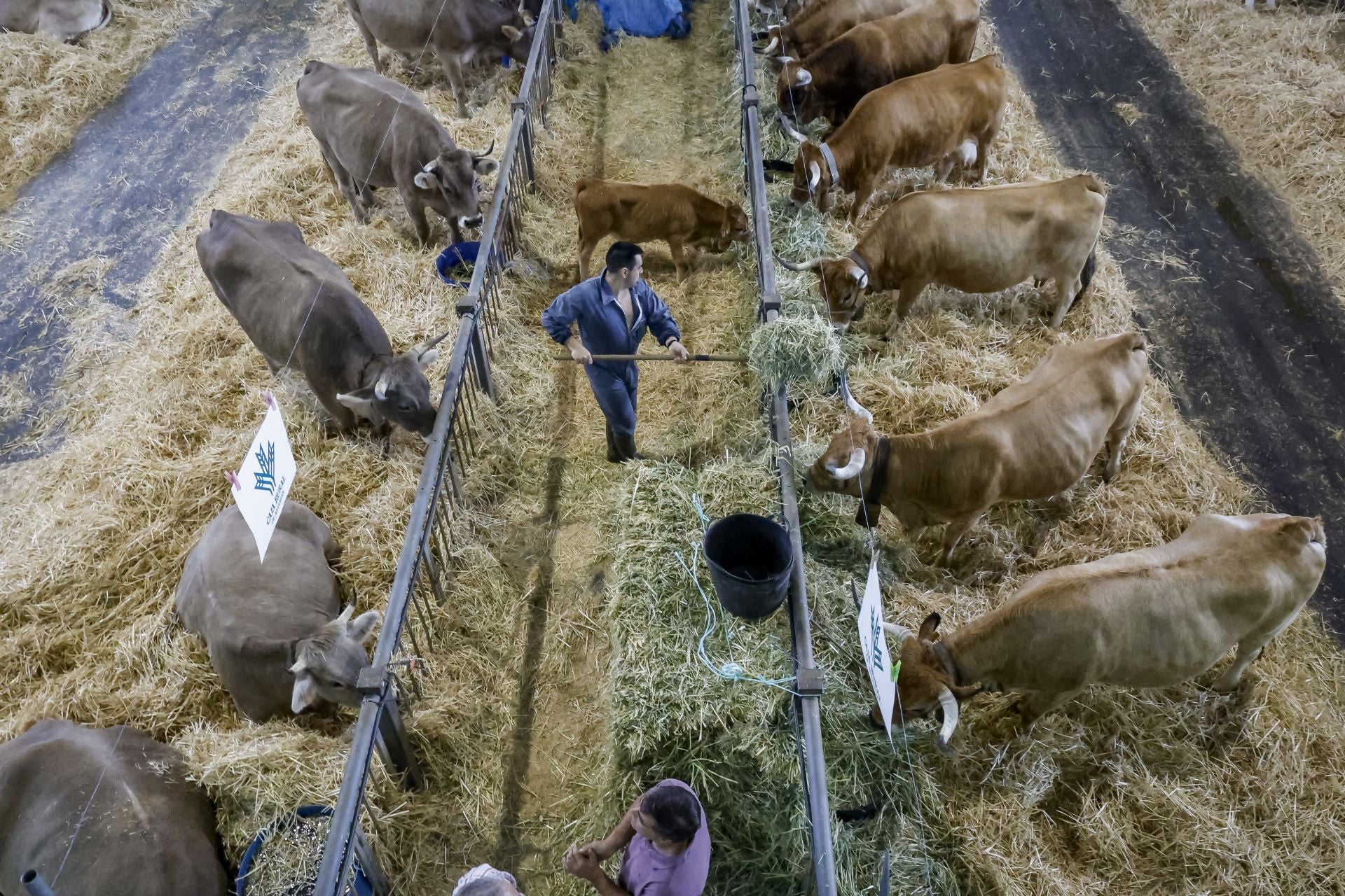 Avilés presume de tradición en el Certamen del Ganado: vacas, asturcones, oveyas xaldas...