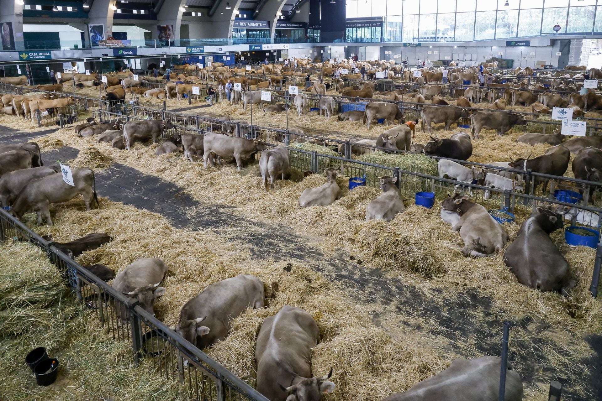 Avilés presume de tradición en el Certamen del Ganado: vacas, asturcones, oveyas xaldas...