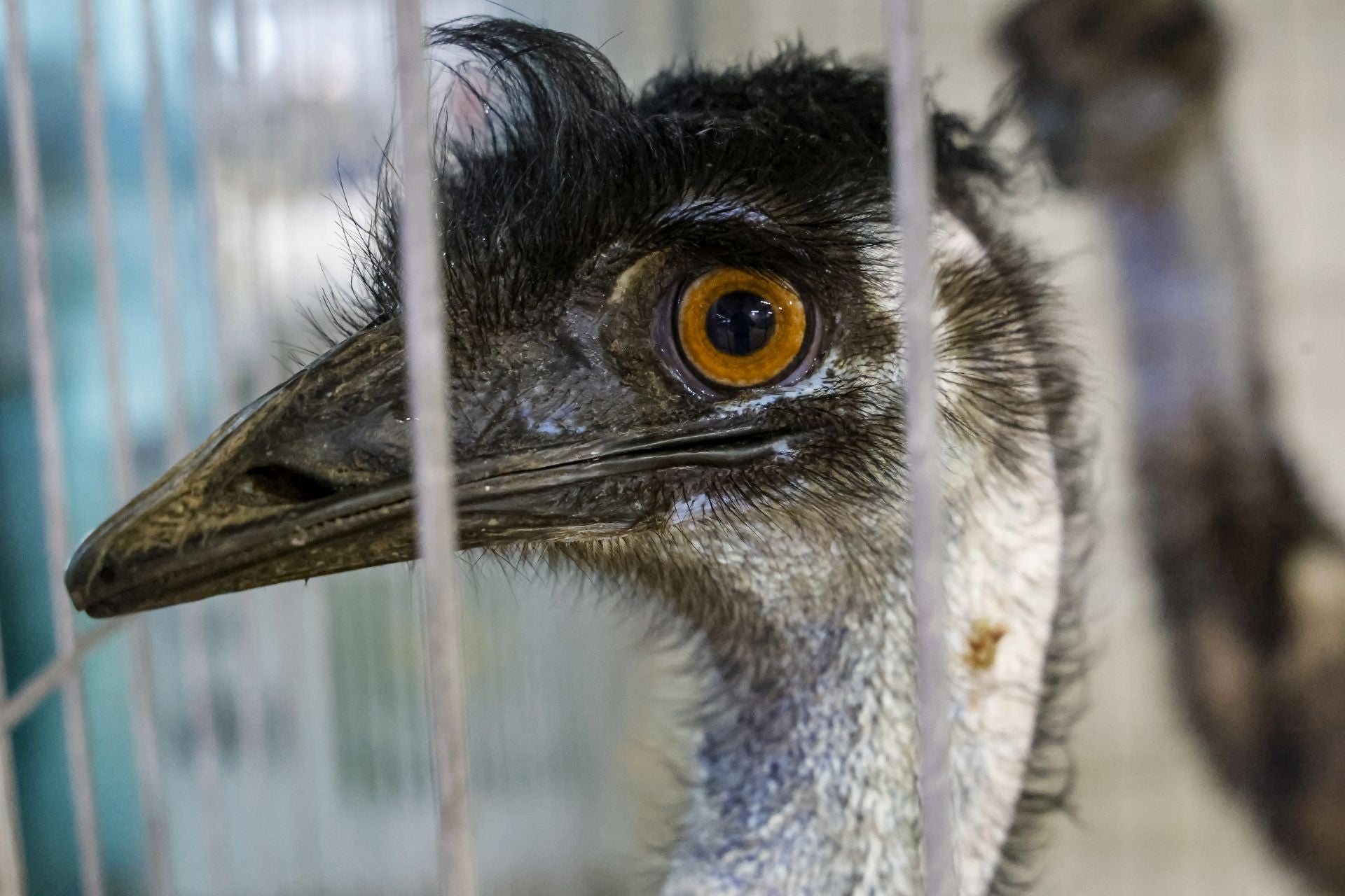 Avilés presume de tradición en el Certamen del Ganado: vacas, asturcones, oveyas xaldas...