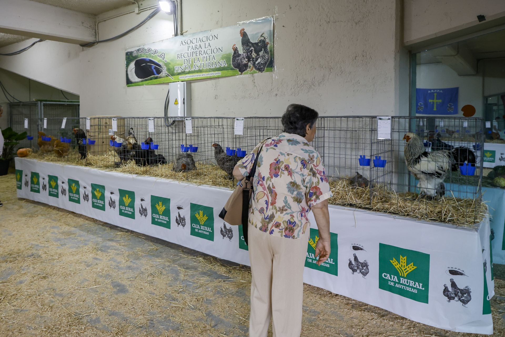 Avilés presume de tradición en el Certamen del Ganado: vacas, asturcones, oveyas xaldas...