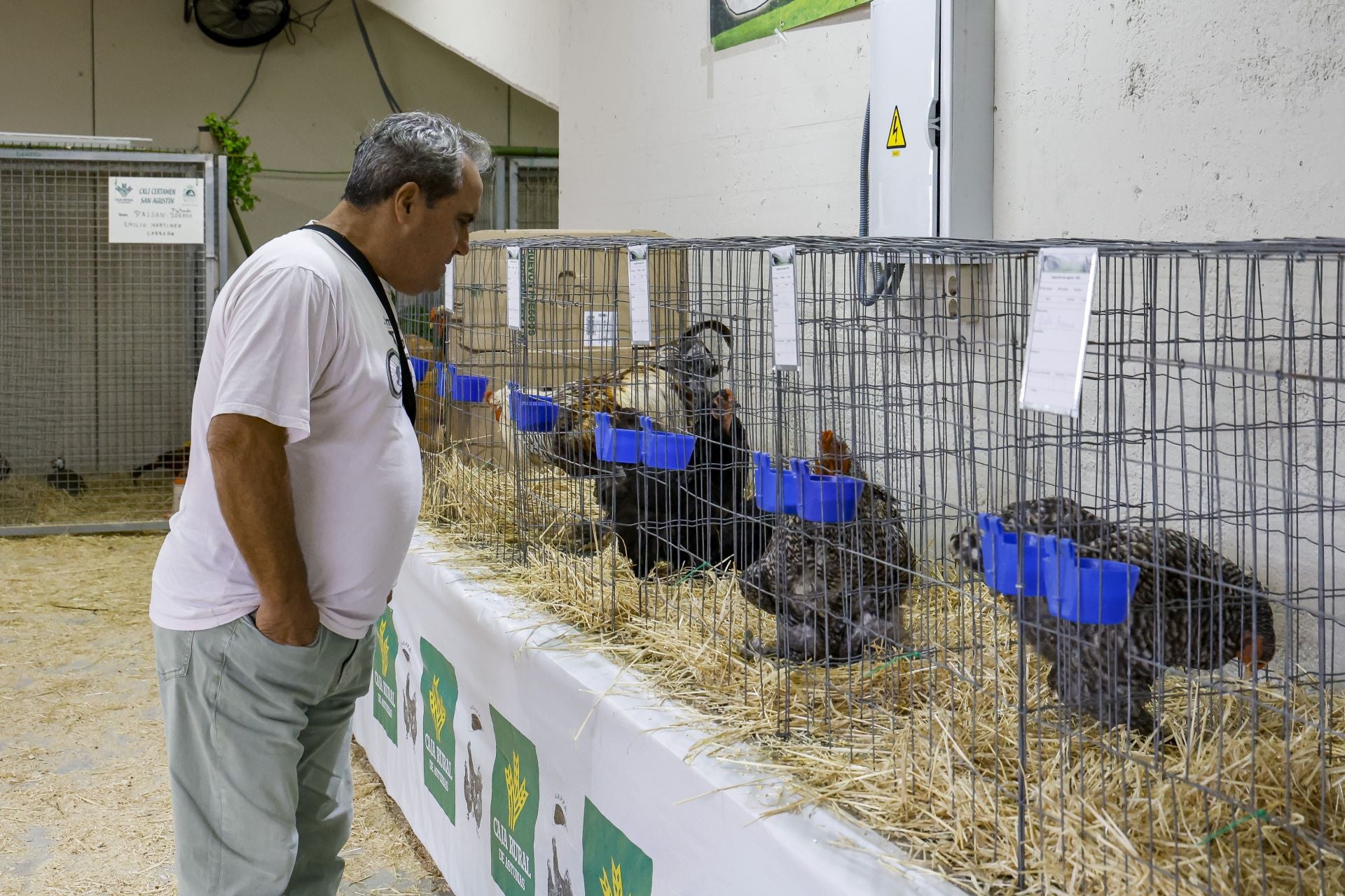 Avilés presume de tradición en el Certamen del Ganado: vacas, asturcones, oveyas xaldas...