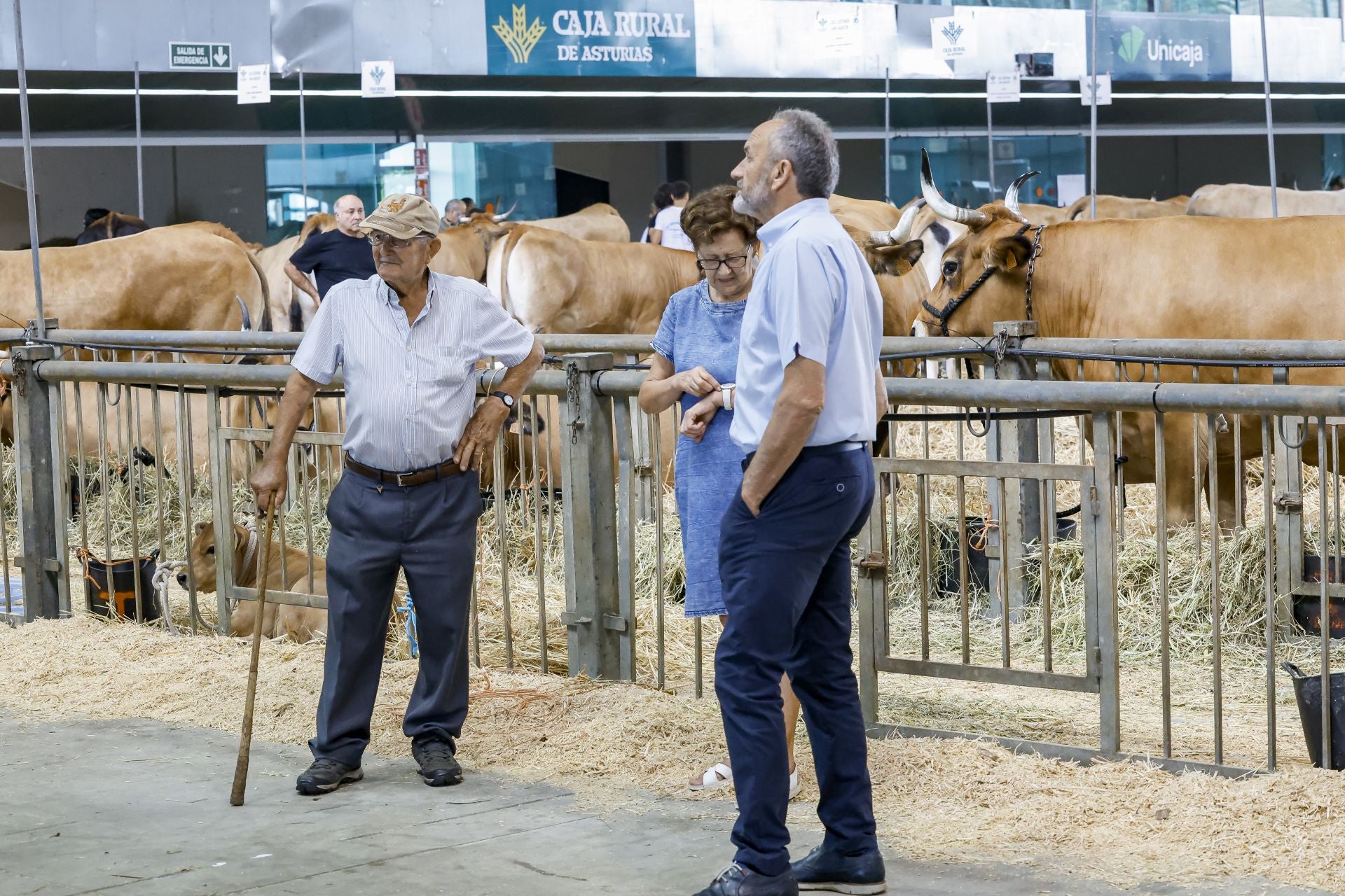 Avilés presume de tradición en el Certamen del Ganado: vacas, asturcones, oveyas xaldas...