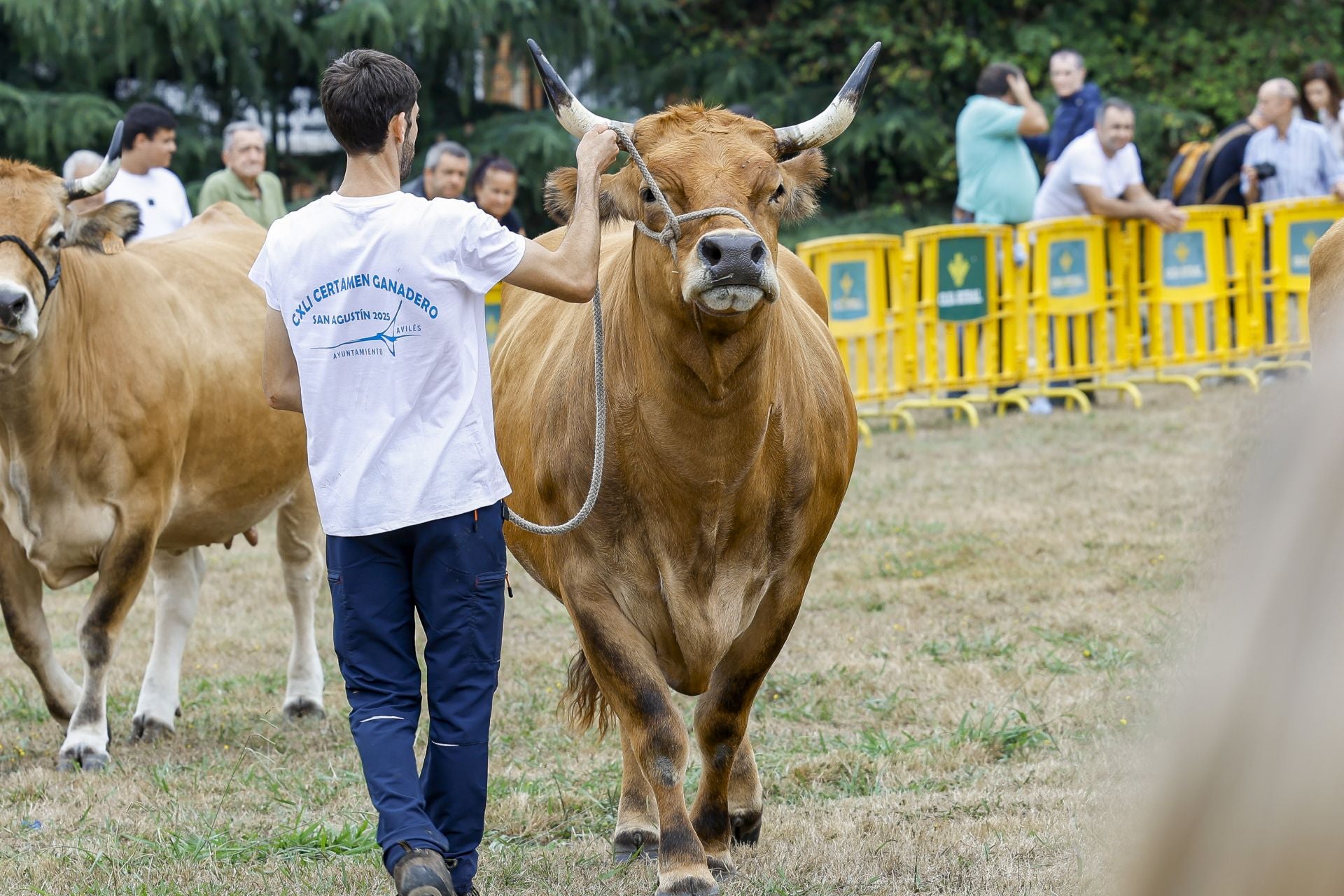Avilés presume de tradición en el Certamen del Ganado: vacas, asturcones, oveyas xaldas...