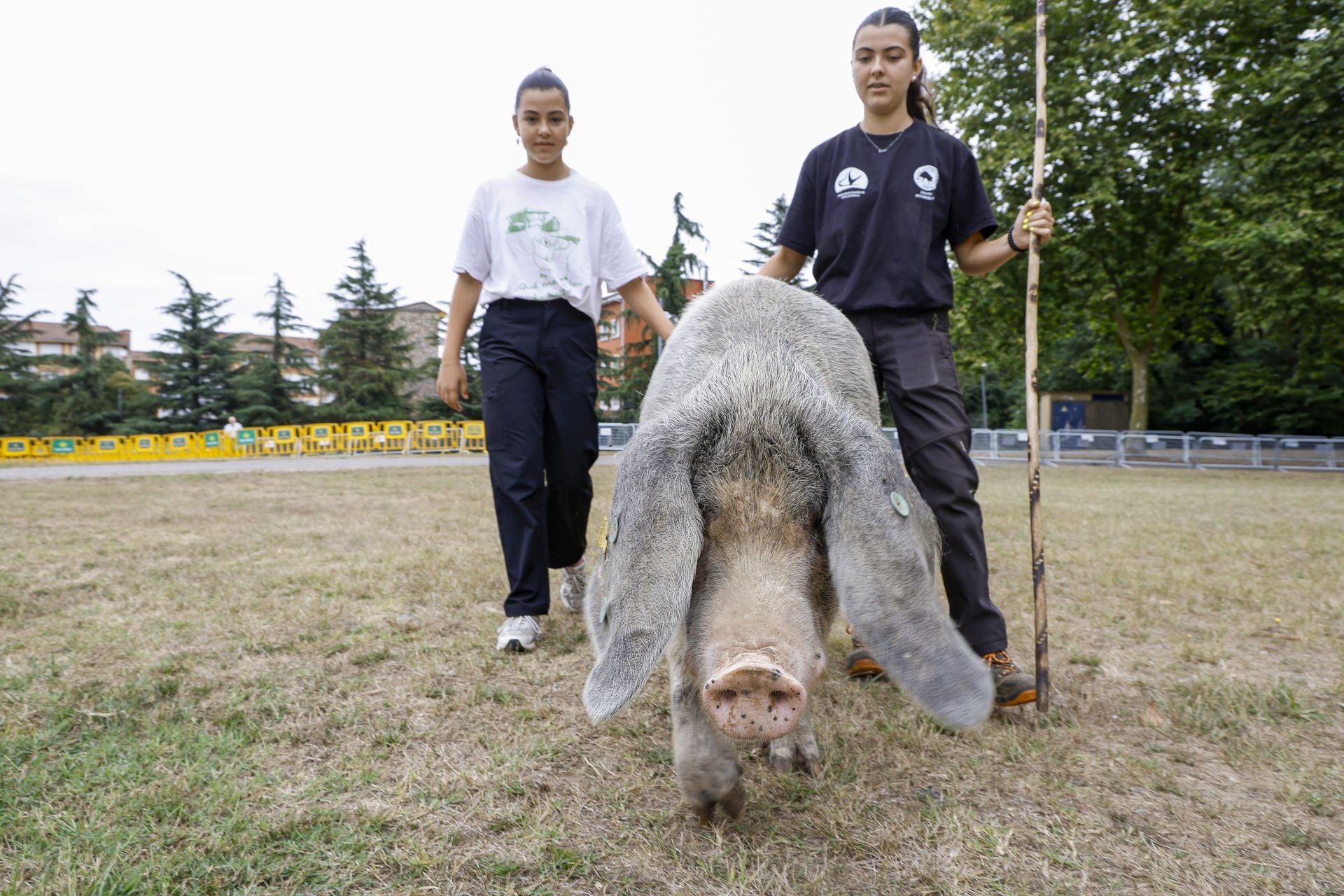 Avilés presume de tradición en el Certamen del Ganado: vacas, asturcones, oveyas xaldas...