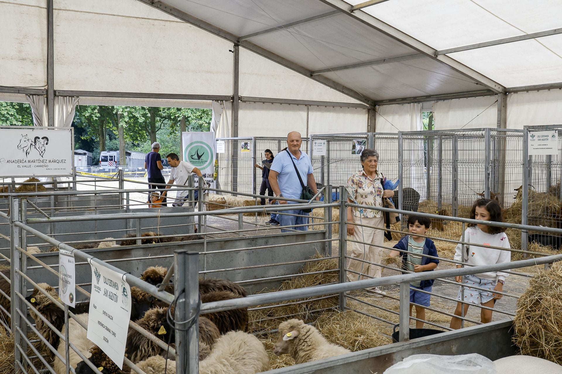 Avilés presume de tradición en el Certamen del Ganado: vacas, asturcones, oveyas xaldas...