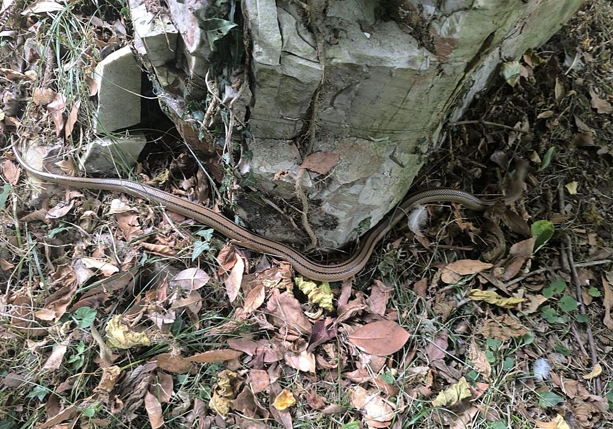 Serpiente localizada en el barrio de La Calzada, en Gijón.