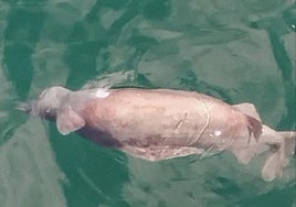 Aparece una cría de tiburón cañabota muerta en la ría de Avilés