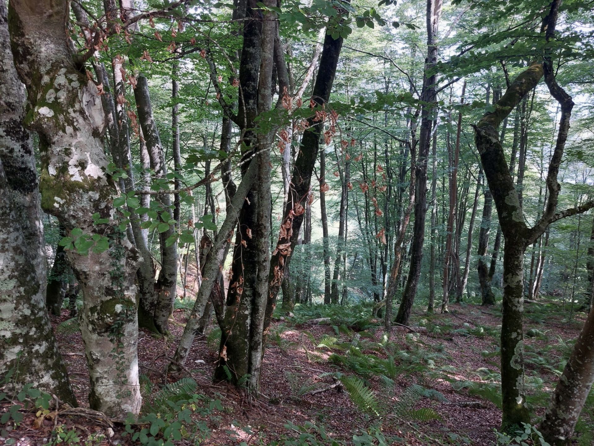 Imagen secundaria 1 - La ermita de Trobaniello no es el único rincón con magia que visita esta ruta: los bosques profundos de hayas y las majadas de pastores también son una maravilla.