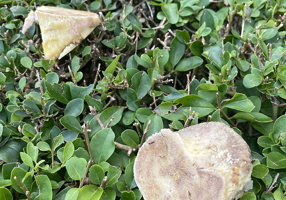 Huesos de carne tirados en el parque de perros de Piedras Blancas.