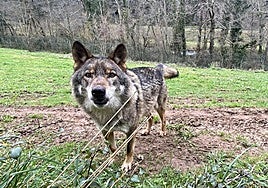 El año en que la política del lobo viró: realidades y consecuencias