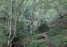 Camino a la ermita de Trobaniello a través del bosque, remontando el reguero del valle de la Foix.