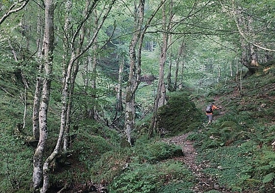 Camino a la ermita de Trobaniello a través del bosque, remontando el reguero del valle de la Foix.