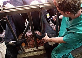 La lengua azul llega a Asturias con dos casos confirmados en Las Regueras y Ribadesella