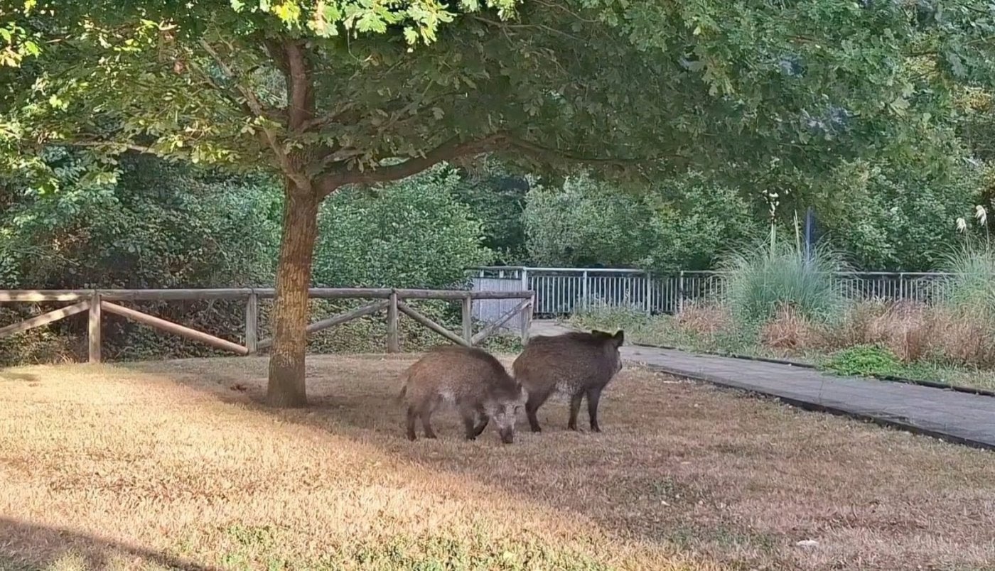 Los dos jabalíes, en La Grandiella.