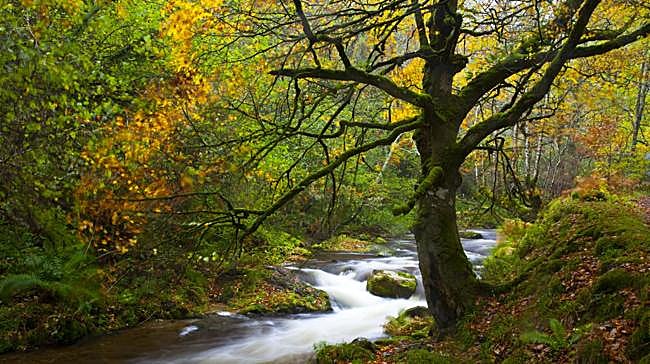 ¿En qué concejo está el mayor robledal de Europa?