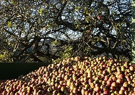 Manzanas en la Comarca de la Sidra.