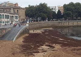 Fotos: Así luce la playa de San Lorenzo invadida por el ocle