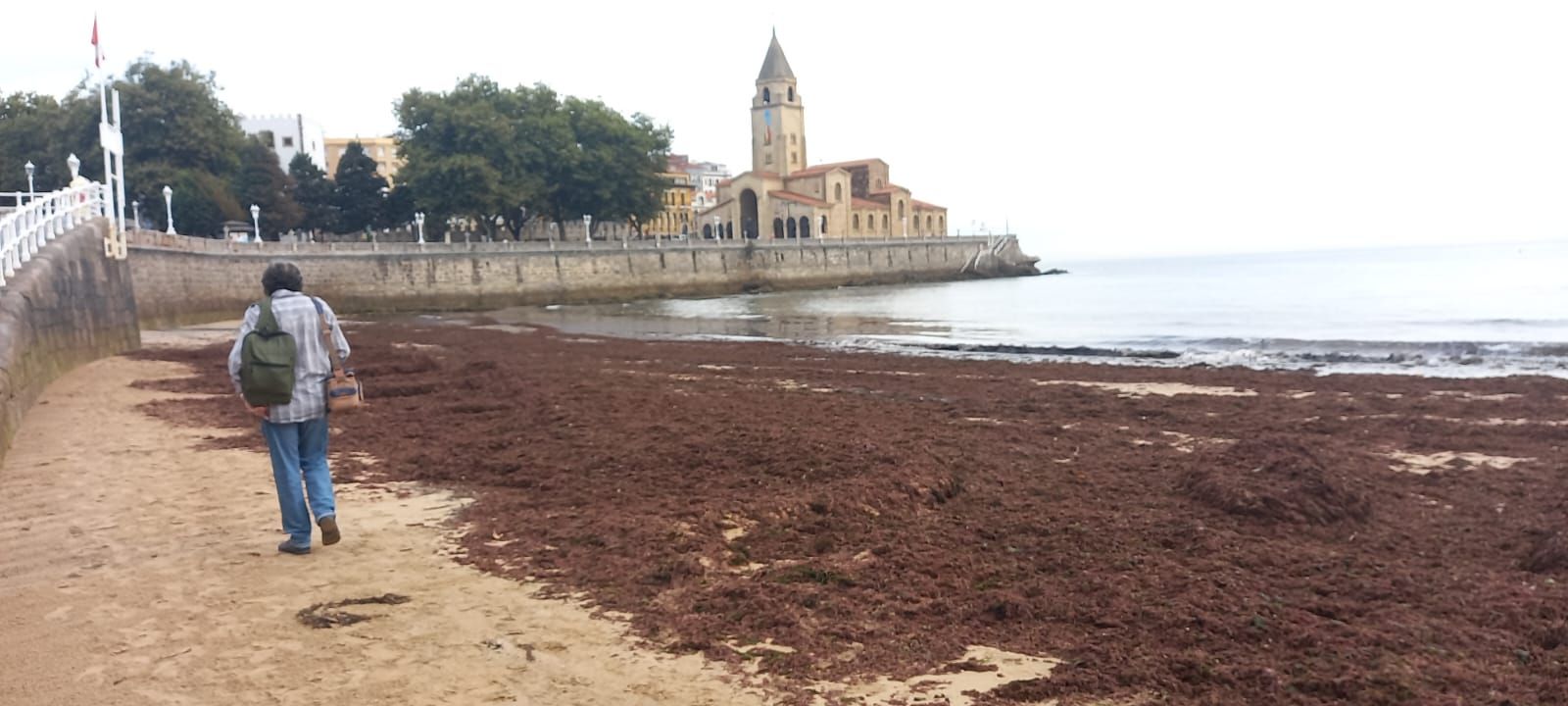 Fotos: Así luce la playa de San Lorenzo invadida por el ocle