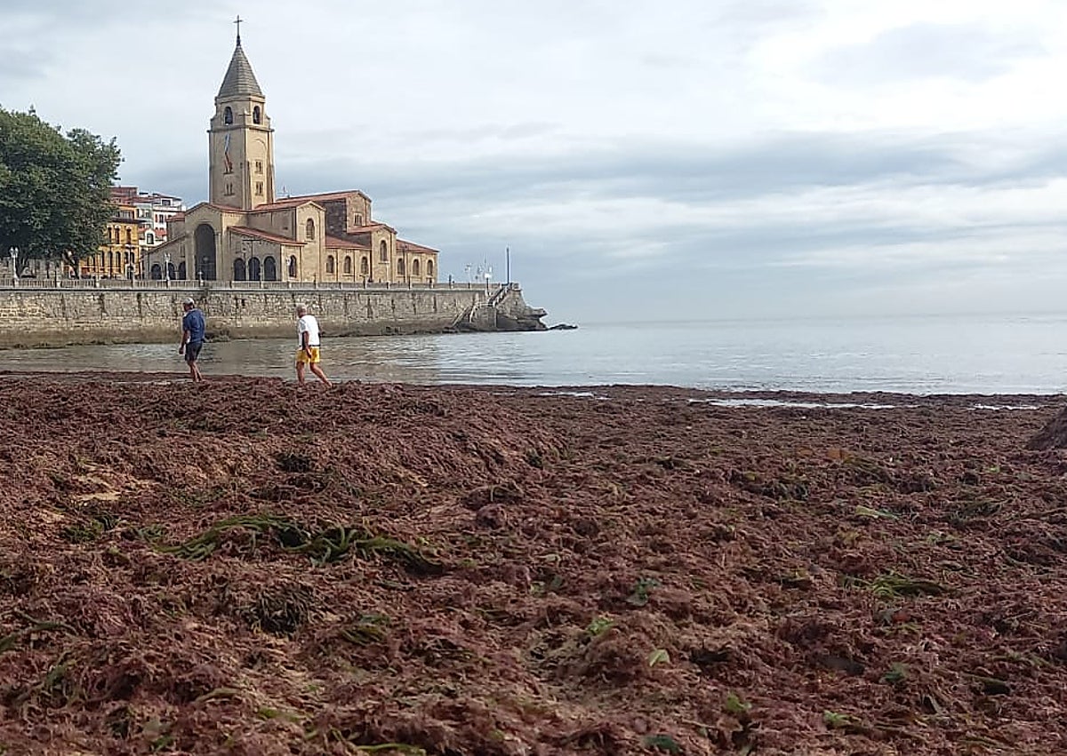 Imagen secundaria 1 - La excavadora carga anoche ocle acumulado junto a la escalera 2 de San Lorenzo en una recogida organizada por un recolector de Luanco. Debajo, estado en que estaba el arenal por la mañana.
