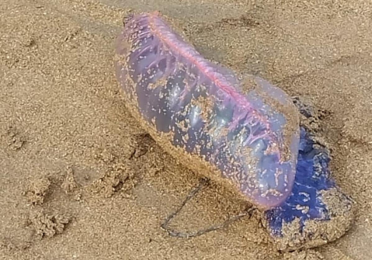 Un ejemplar de carabela portuguesa, la última semana de agosto, en la playa de San Lorenzo de Gijón.