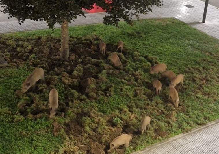 Doce jabalís destrozan los jardines de Viesques